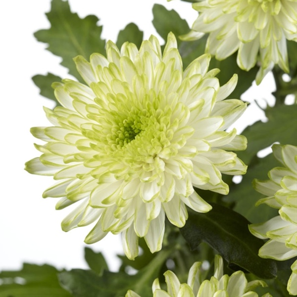 Spray Chrys Cushion Zembla Lime Green Spray (Pompoms) Chrysanthemum